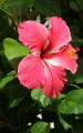 hibiscus flower