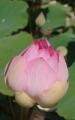 lotus bud