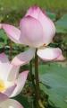 lotus flower