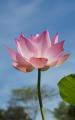 lotus flower