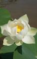 lotus flower