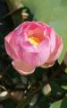 lotus flower