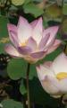 lotus flower