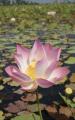 lotus flower