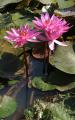 lotus flowers