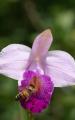orchid