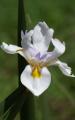 orchid