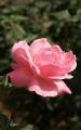 >beautiful rose
