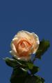 pink rose