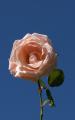 pink rose