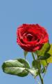 red rose