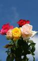 roses