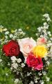 roses bouquet