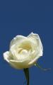 white rose