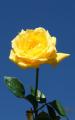 yellow rose