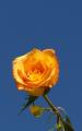 yellow rose