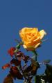 yellow rose
