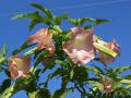 Fonds écran fleurs tropicales