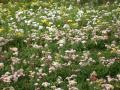 Chrysanthemum field - Malaysian mums wallpaper