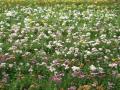 Chrysanthemum field - Malaysian mums wallpaper