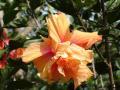 Orange hibiscus wallpaper