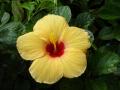 Orange hibiscus wallpaper