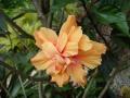 Orange hibiscus