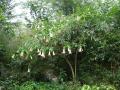 Pink Angel Trumpet tree wallpaper