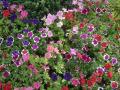Tropical flower garden wallpaper