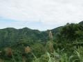 Tropical Mountain scenery