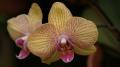 Tropische Blumen