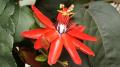 free wallpaper exotic flowers