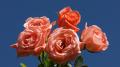 Belles Roses 1080p