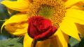 Belle Rose 1080p