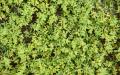 Green herbs