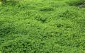 Green field