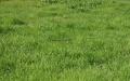 Green field