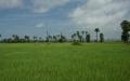 ricefield