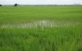 ricefield