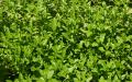 Lush green nature