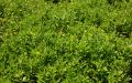 Green island nature
