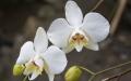 Orchidee