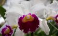 Orchidee