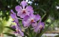 Orchidee