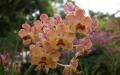 Orchidee