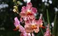 Orchidee