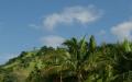 Palm trees - island sky