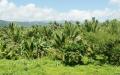 Palm trees - Young palms plantation