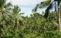 Palm trees - coconut palms