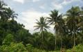 Palm trees - Blue island sky